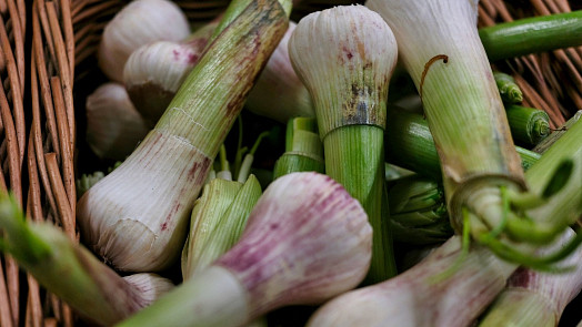 Které potraviny můžete pěstovat zas a znova z odřezků? Jarní cibulka překvapí rychlostí růstu, bylinky výtěžností