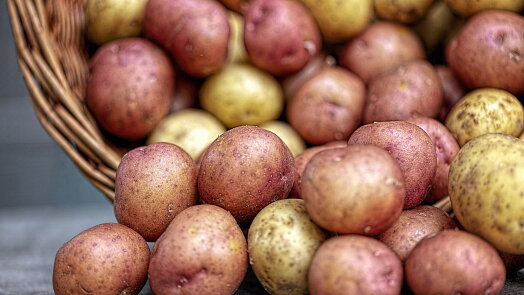 Správně uskladněné brambory vám v bytě vydrží dlouhé měsíce. Zabránit klíčení pomůže obyčejná tma