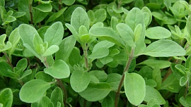 Byliny v kuchyni: Majoránka není jen koření do bramboračky. Léčí neurózy i ekzém