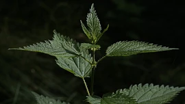 Byliny v kuchyni: Zhubněte pomocí kopřivy! Žahavá rostlina je skvělá na odvodnění