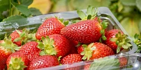 Samosběr jahod 2025: Přehled míst, kam si pro jahody můžete zajet a kolik dáte za kilo. Nejlevnější za 70 Kč mají u Přerova
