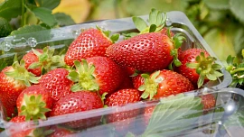 Samosběr jahod 2025: Přehled míst, kam si pro jahody můžete zajet a kolik dáte za kilo. Nejlevnější za 70 Kč mají u Přerova