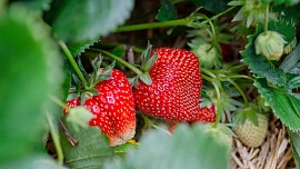 Jak se postarat na jaře o jahodníky? Potřebují okopat, přihnojit a zbavit se nejslabších článků, pak budou plodit jako o závod