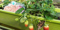 Ovoce, které můžete sklízet i na balkoně: Jahodníky kromě sladké úrody krásně kvetou a zdobí, ostružiny vydrží do prvních mrazíků