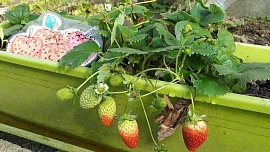 Ovoce, které můžete sklízet i na balkoně: Jahodníky kromě sladké úrody krásně kvetou a zdobí, ostružiny vydrží do prvních mrazíků