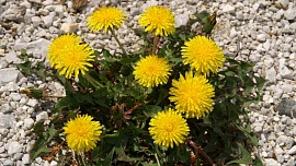 Byliny v kuchyni: Vyrobte si blahodárný med z krásné pampelišky