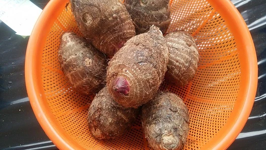 Taro aneb Kolokázie jedlá: Ochutnejte voňavé rizoto s taro nebo křupavé chipsy!