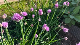 Pažitkové květy jsou skvělý pomocník v kuchyni: Jejich česneková chuť vyladí pomazánky, polévky i obyčejné máslo