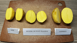 Vyzkoušeli jsme, jak nejlépe skladovat brambory: Za dva týdny se ukázalo, zda je lepší jutový pytlík nebo běžná spížírna