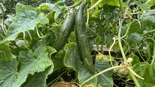 Srpnové přihnojování okurek: Vsaďte na draslík a fosfor a užijete si dlouhou a bohatou sklizeň