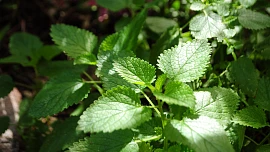 Byliny v kuchyni: Máta je zázračným lékem na žaludek, ale pozor! Ne pro těhotné