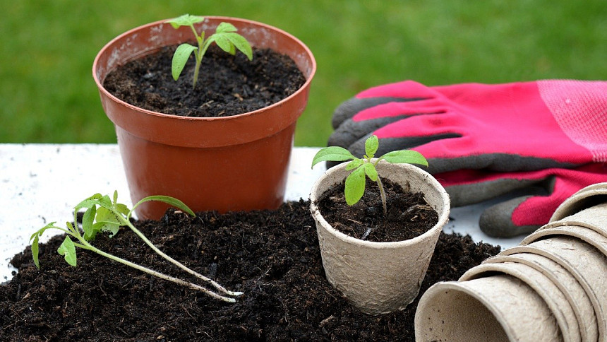 Pěstujeme rajčata: Jak správně zasadit rajčata? Na balkonová stačí samozavlažovací truhlík, tyčková vyžadují hlubší nádobu