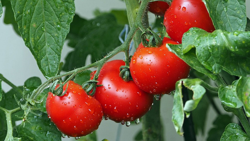 Pěstujeme rajčata: Pět kroků, kterými podpoříte dozrávání. Nezapomeňte na správné hnojení a zaštipávání
