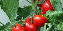 Jak hnojit rajčata: Správné postupy zajistí bohatou úrodu a zdravé rostliny po celou sezonu