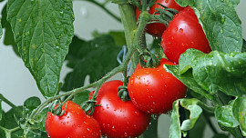 Jak hnojit rajčata: Správné postupy zajistí bohatou úrodu a zdravé rostliny po celou sezonu