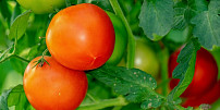 Začínáte pěstovat rajčata? Základní výbava vyjde zhruba na 400 Kč, potřeba jsou správné květináče, zemina i tyčky