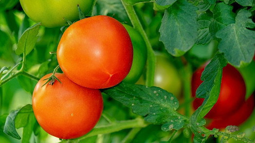 Začínáte pěstovat rajčata? Základní výbava vyjde zhruba na 400 Kč, potřeba jsou správné květináče, zemina i tyčky