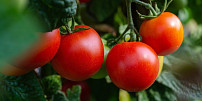Pěstujeme rajčata: Jak zvolit správnou odrůdu? Vybírat můžete podle tvaru a barvy, ale i velikosti či odolnosti