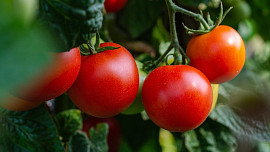 Pěstujeme rajčata: Jak zvolit správnou odrůdu? Do leča se hodí jiná než na salát, výběr je ale veliký