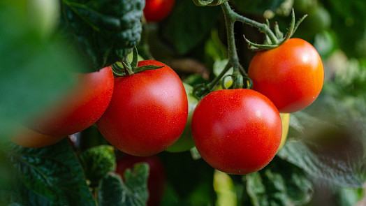 Pěstujeme rajčata: Jak zvolit správnou odrůdu? Vybírat můžete podle tvaru a barvy, ale i velikosti či odolnosti