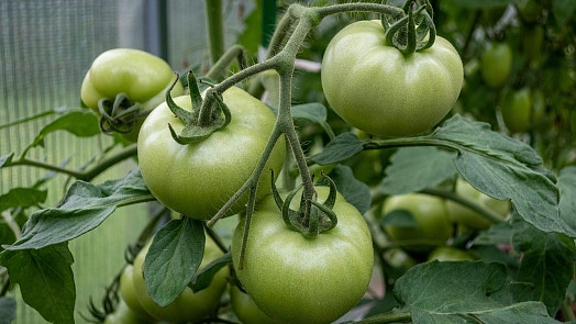 Zelená rajčata nevyhazujte. Snadno dozrají otrhaná v míse v chladu nebo zavěšená na větvičce. Praktické rady krok za krokem