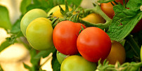 Pěstujeme rajčata: Jak správně zaštipovat zálistky a jak často? Díky jednoduchým radám nás čeká bohatá úroda