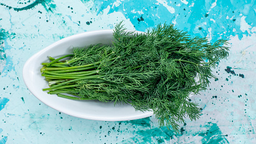Jak pěstovat kopr doma i na zahradě: Výsev, světlo a zálivka bez chyb, kvůli kterým žloutne nebo neroste