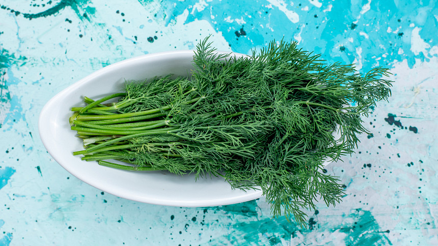 Jak pěstovat kopr doma i na zahradě: Výsev, světlo a zálivka bez chyb, kvůli kterým žloutne nebo neroste