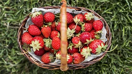 Jak skladovat jahody? Pokud je během dvou dnů neplánujete zpracovat, dejte je zamrazit. To má ale svá pravidla