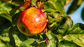 Jablko je koule plná prospěšných látek a vitaminů. Proč byste je měli jíst každý den?