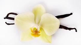 Historie vanilky: Od indiánů přes alžbětinský dvůr až do kuchyně amerického prezidenta