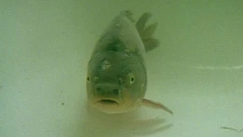 Když kapr nechutná: Jaké druhy ryb se hodí na štědrovečerní stůl?