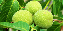 Úžasný ořechový likér: Jaké ořechy do něj použít, jak je naložit a kdy si likér nejlépe vychutnat?