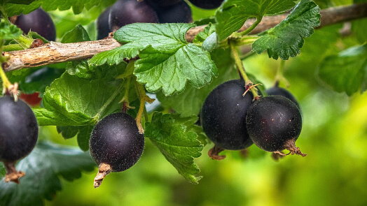 Tohle ovoce strčí rybíz i angrešt do kapsy. Přesto o něm většina lidí nemá tušení