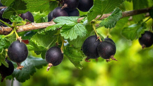 Tohle ovoce strčí rybíz i angrešt do kapsy. Přesto o něm většina lidí nemá tušení