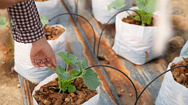 Pěstovat se dá v čemkoli a kdekoli. Udělejte si minizahrádku ze starých nákupních tašek nebo z pytle od brambor