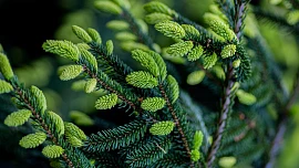 Jak chutná smrk? Z jeho výhonků vyrobíte skvělé želé, ale i zázračný sirup