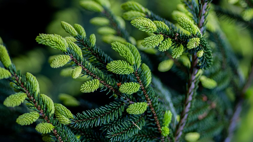 Jak chutná smrk? Z jeho výhonků vyrobíte skvělé želé, ale i zázračný sirup
