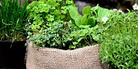 KVÍZ: Rozeznáte na fotografiích bylinky známé z kuchyně? Nepleťte si už koriandr s petrželí a tymián s rozmarýnem