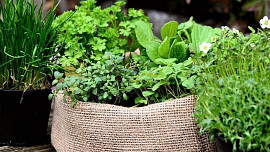 KVÍZ: Rozeznáte na fotografiích bylinky známé z kuchyně? Nepleťte si už koriandr s petrželí a tymián s rozmarýnem