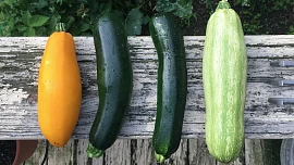 Kdy sklízet cukety: Jak poznat jejich zralost a proč je nenechat přerůst