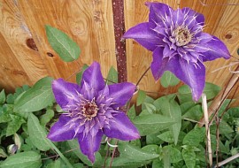clematis z mojí zahrádky
