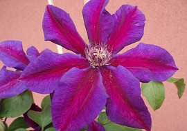 clematis z mojí zahrádky