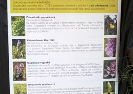 Výstava orchideí v Botanickej záhrade Košice