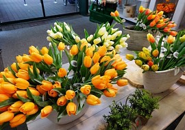 VÝSTAVA tulipánů