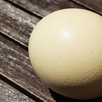 Pštrosí vejce, Zdroj: Freepik, wirestock