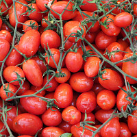 Datlová rajčata. Zdroj: Wikimedia Commons, By Daderot - Own work, CC0, https://commons.wikimedia.org/w/index.php?curid=33341256
