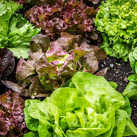 Zasít můžete s odstupem i různé druhy salátů. Zdroj: Pixabay, maxmann