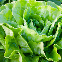 Hlávkový salát neboli locika setá. Zdroj: Pixabay, Hebi B.