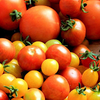 Předpěstování vám dá šanci zvolit odrůdy rajčat, které máte rádi. Zdroj: Pixabay: František Krejčí